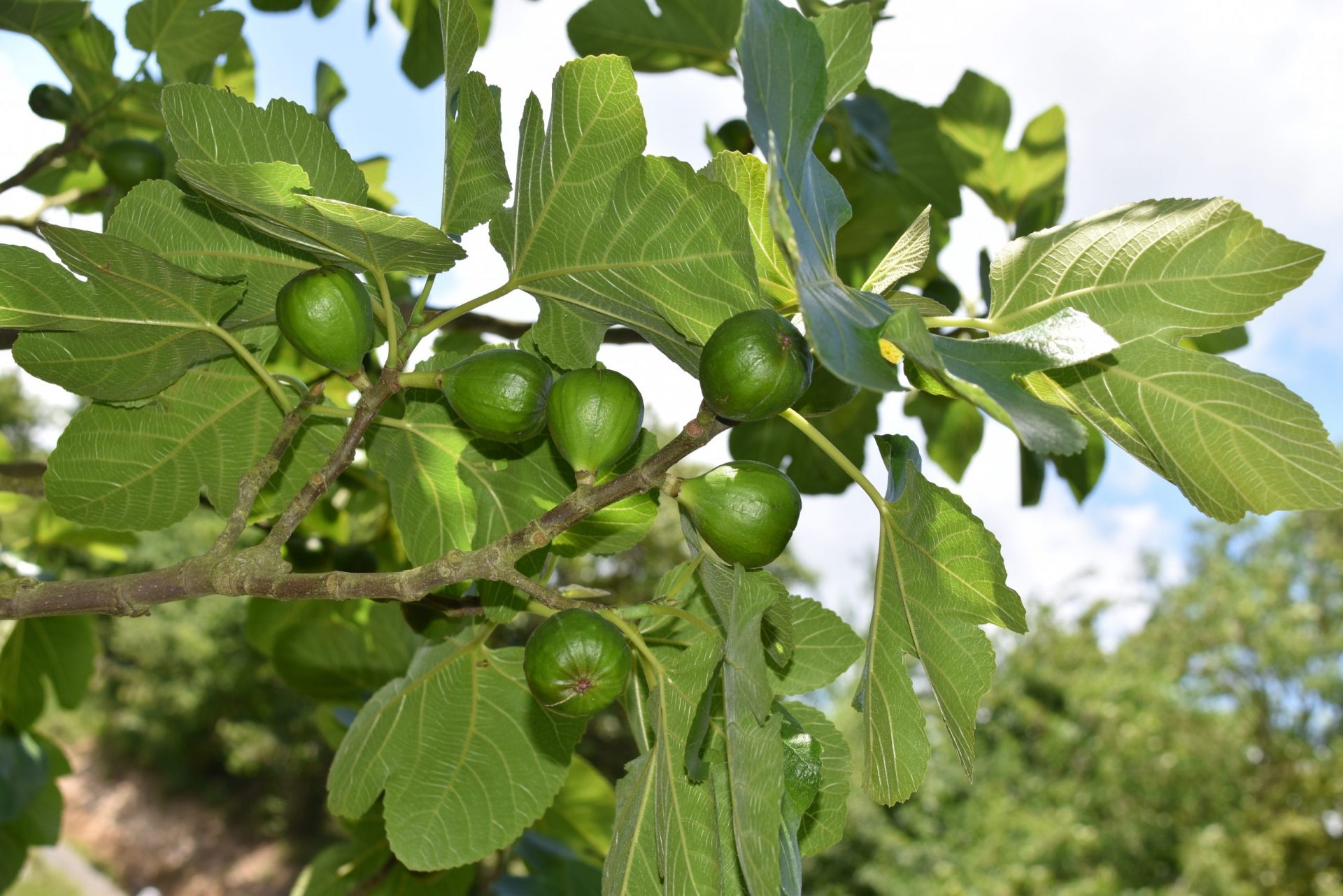 figs, fig fruit, shrub