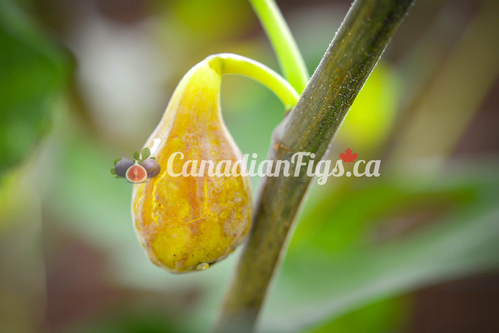 Fig Trees Varieties available in Canada. Ontario fig growers