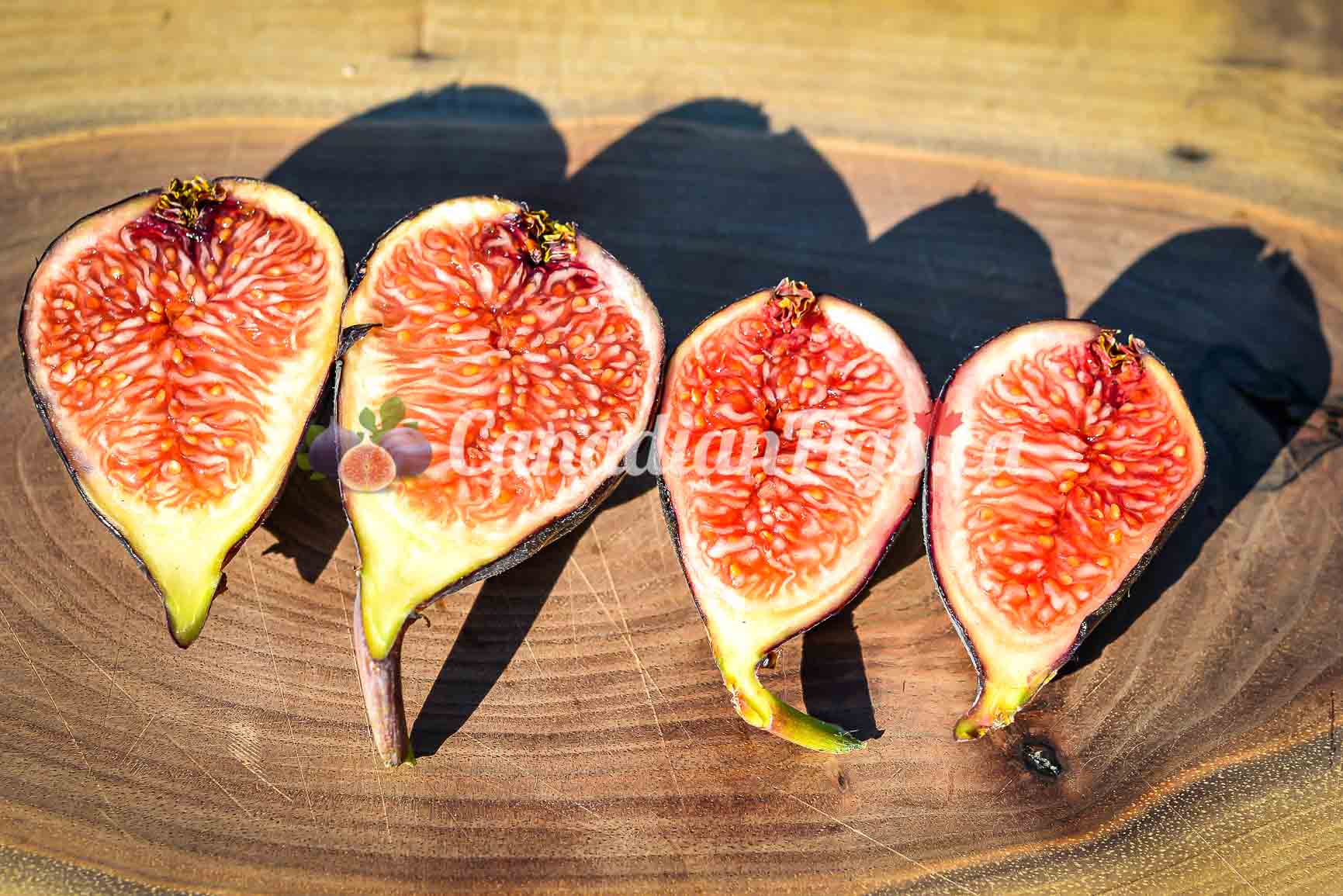 How To Cultivate Sweetest Figs - Giant Fig Harvesting And Processing -  Dried Fig Processing 